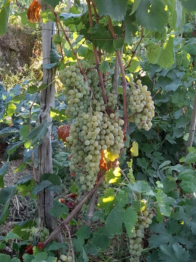 I Tre Grappoli Villa Corniglia Luaran gambar