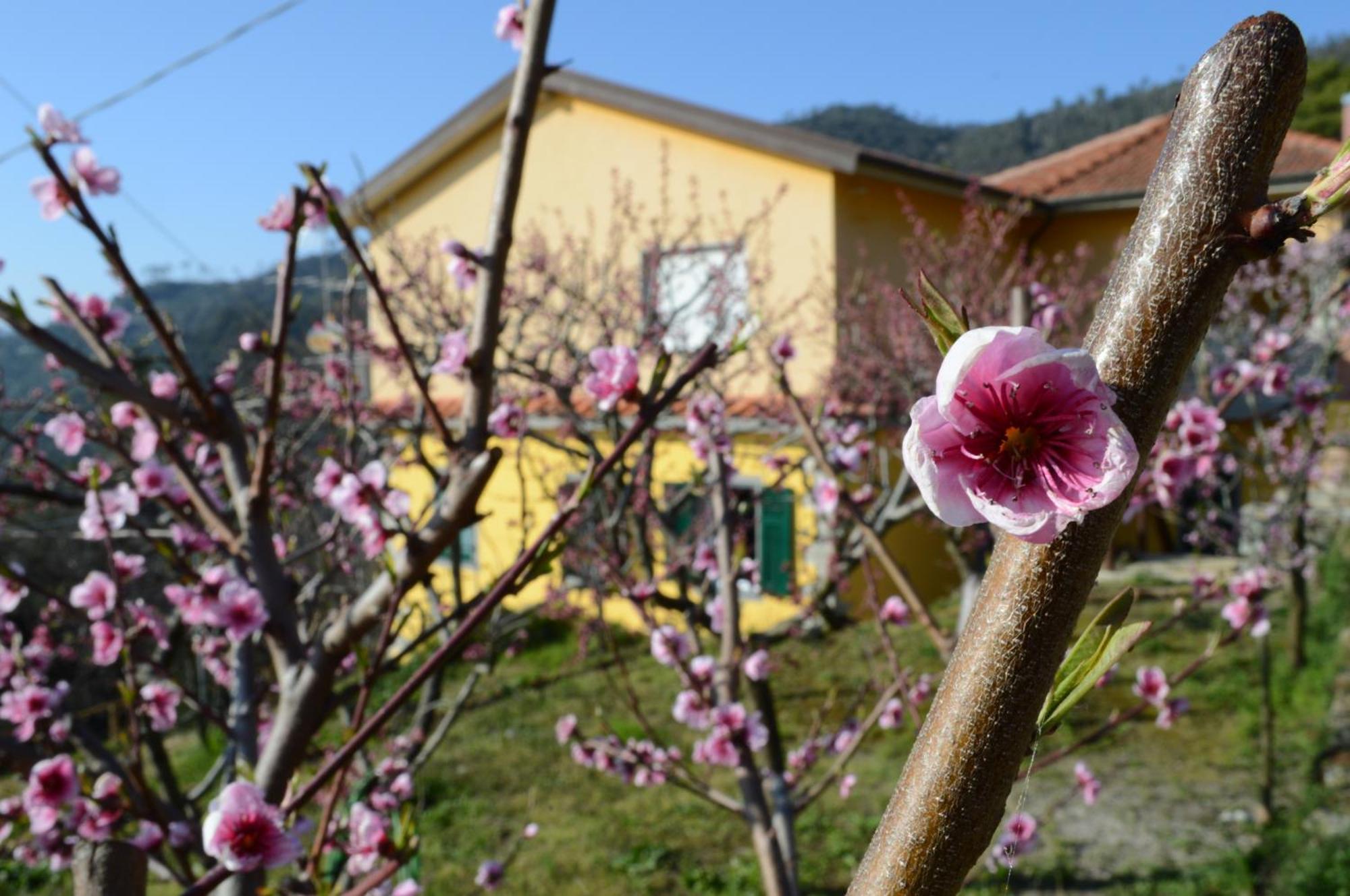 I Tre Grappoli Villa Corniglia Luaran gambar